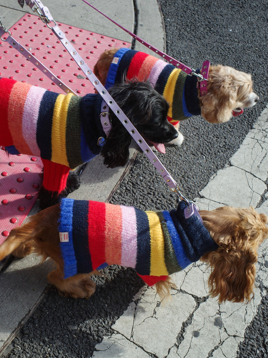 Dog Sweater - Rainbow - 2