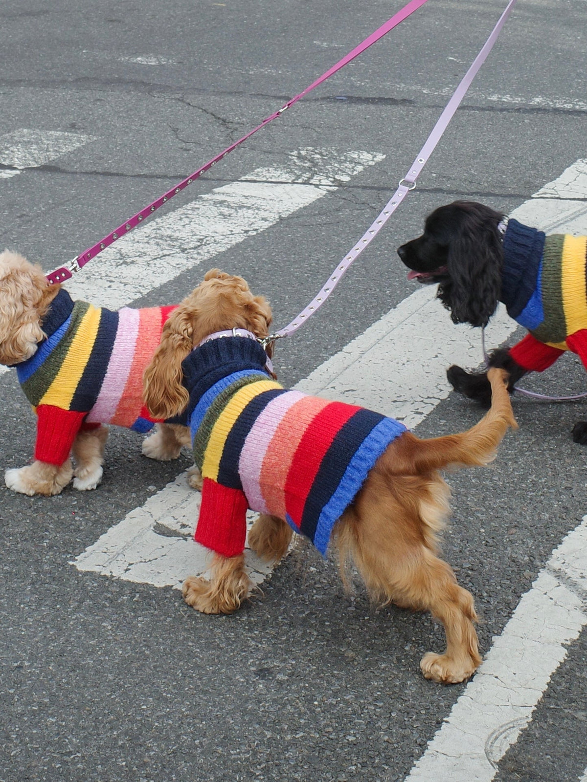 Dog Sweater - Rainbow - 9