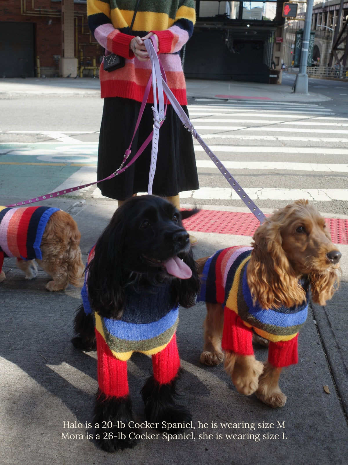 Dog Sweater - Rainbow - 5