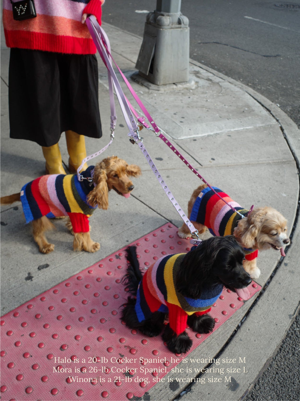 Dog Sweater - Rainbow - 6